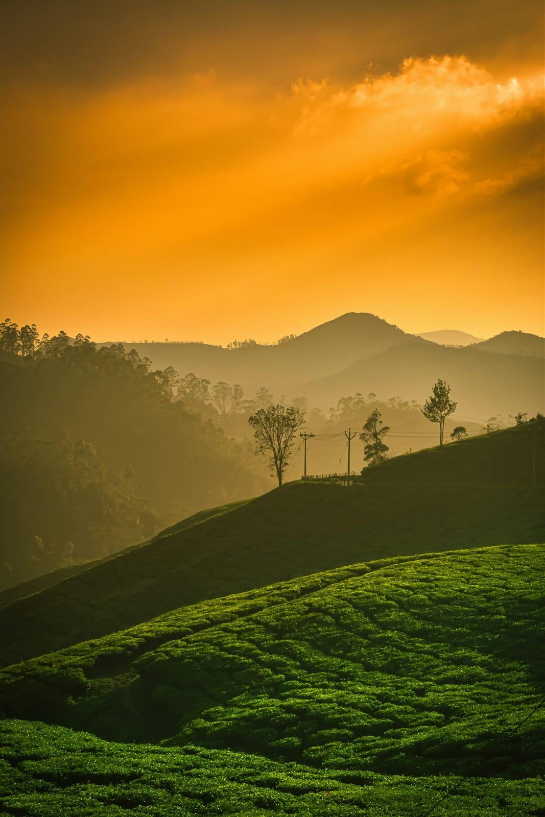 Tea plantations on rolling hills in Munnar under an orange evening sky