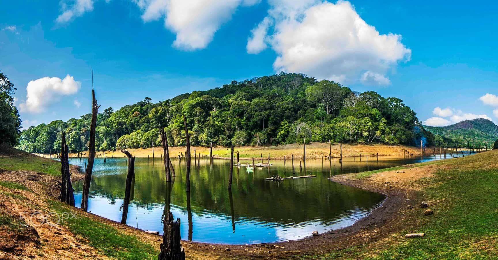 Periyar Lake at Thekkady, with old tree trunks standing in the water