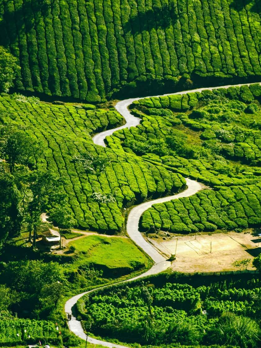A path winding through the tea estates of Munnar, seen from above