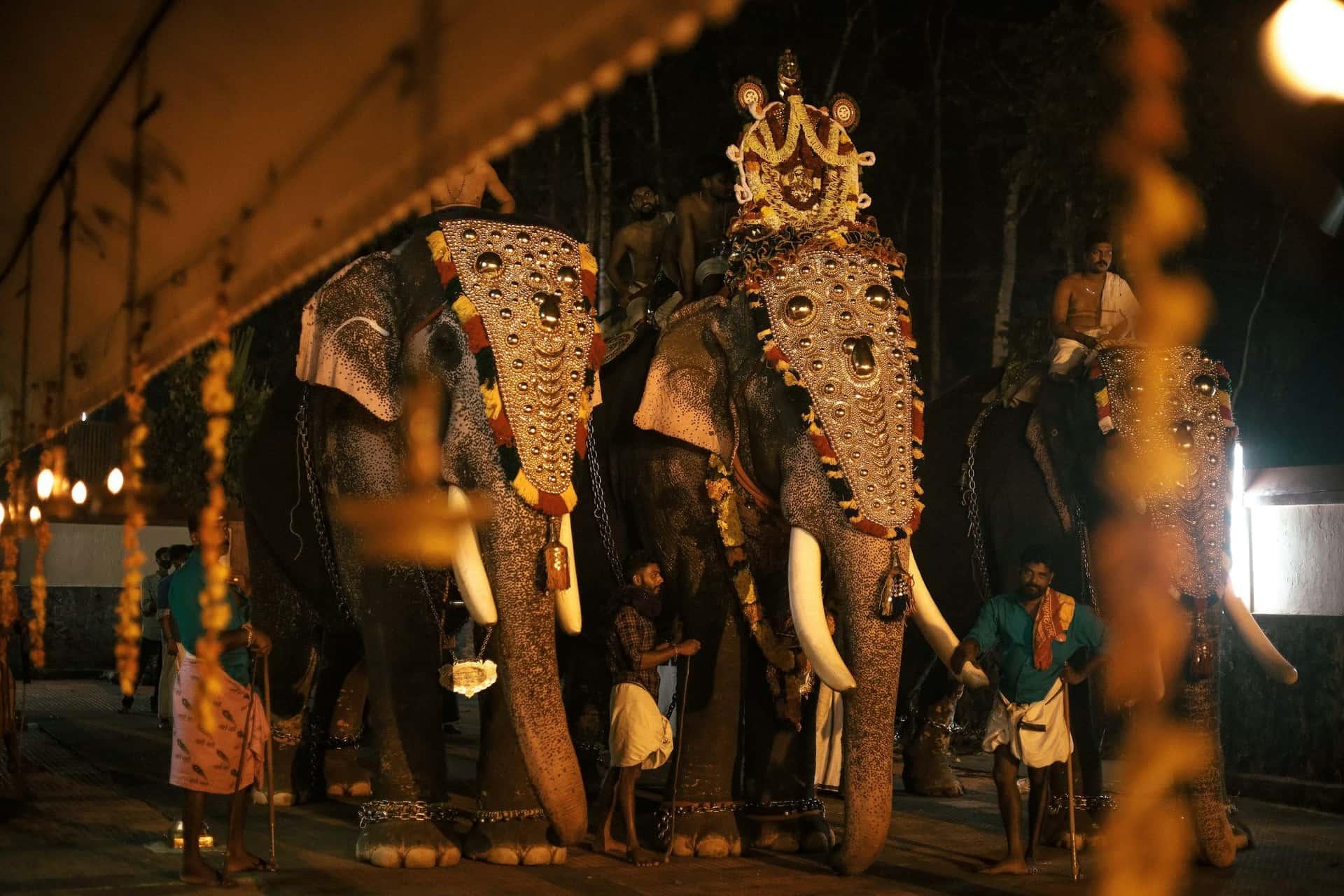 Decorated elephants at a temple festival in Kerala